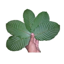 Borneo Green - Kratom (Mitragyna Speciosa)